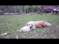 Golden retrievers playing /Золотистые ретриверы играют