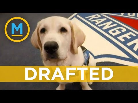 video-linktoworks-The New York Rangers are training this puppy to become...
