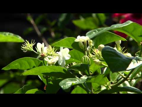 how to fertilize arabian jasmine