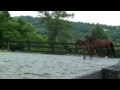 Rihanna (Rousseau x Sandro Hit x Donnerall) at 2 months