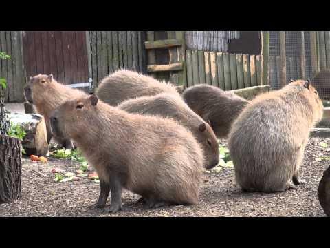feeding time - Feeding time for the Giant Guinea Pigs at Chessington World of Adventures. The Capybara (Hydrochoerus hydrochaeris) is the largest rodent in the world, follo...