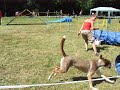 Viki és Lucky - agility - Zeg, 2008.08.09.