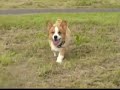 Goro@Welsh corgi 20080627 Slow Motion Goro@Welsh corgi 20080627 Slow Motion