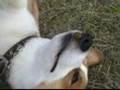 Goro@Welsh corgi 20080627 Slow Motion