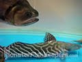 24\" Hydrolycus armatus payara MonsterFishKeepers.com