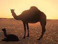 قروب بدوي _ أحب البر والمزيون