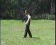 Boyero de Flandes video