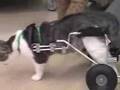 Evey the Cat in her Cart (Part 1)