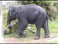 The Elephants of Mudumalai Wildlife Sanctuary, P4-6Pts The Elephants of Mudumalai Wildlife Sanctuary, P4-6Pts