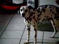stella the dalmation such an angel