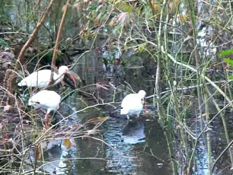 See video