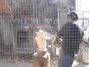 Chainsaw wooden bear