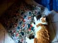 WHERE IS FINISHED MY CAT ? Guarda video