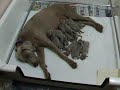 Britfeld Weimaraners - Britfeld Zippity Day Britfeld Weimaraners - Britfeld Zippity Day