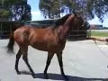 Australia's up and coming young thoroughbred star. By HUSSONET out of WEEKEND BEAUTY, bred by Arrowfield Stud. Favourite for the G1 Guineas. This is the superstar before the hype commenced - back in November 2006