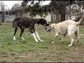 great-dane-and-yellow-lab-tug-on-rope.html
