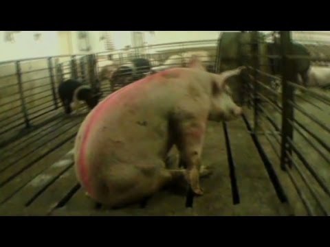abuse - Chris Frates investigates efforts by agricultural interests to make undercover footage of animal abuse illegal.