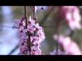 WWU Sustainability Movement