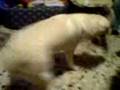 videos de Homer il carlino innamorato di una labrador