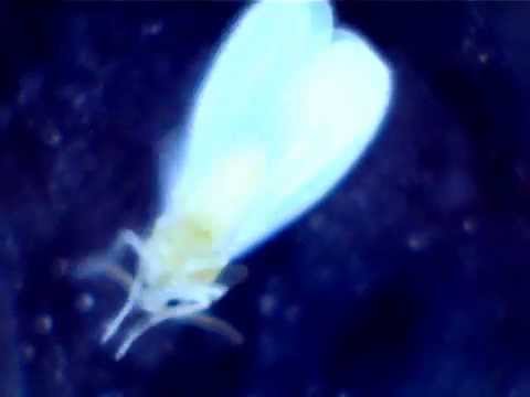 how to isolate beauveria bassiana