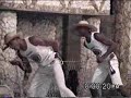 Capoeira Grupo Renascer RJ Puxada de Rede