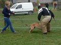Barbes, exceptionnelle fille de Tonnerre des Loups Mutins, 6 mois, à l'entrainement