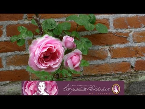 Image de prévisualisation YouTube