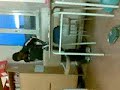 vaccate con amici