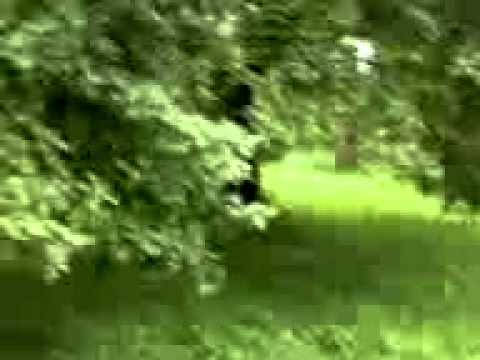 Video Ukrajina