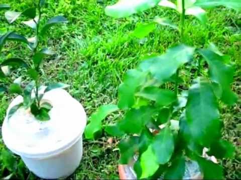 how to transplant key lime tree