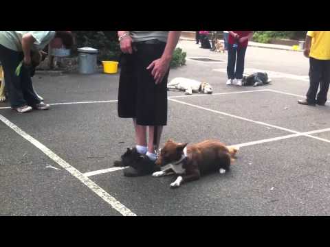 how to train kelpie dog