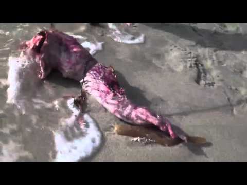 Immagine anteprima YouTube