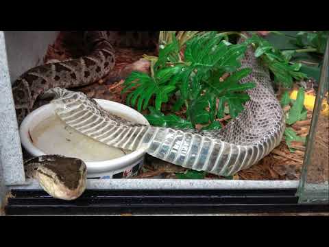 YouTube reptile video