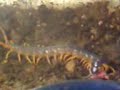 Scolopendra Gigantea v.s Mous Scolopendra Gigantea v.s Mous