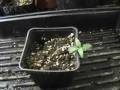 Seed Exception and more