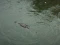 ixtapa cocodrilos.MOV