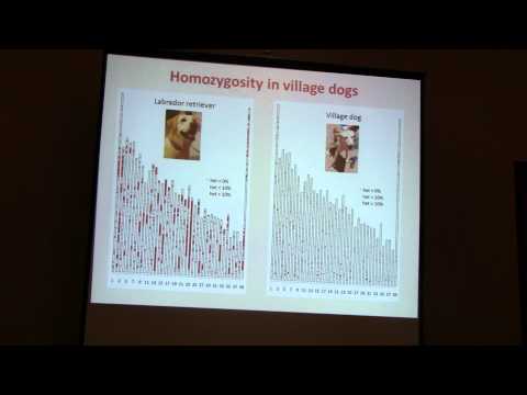 Adam Auton: A canine genetic map reveals a fundamentally different recombination landscape