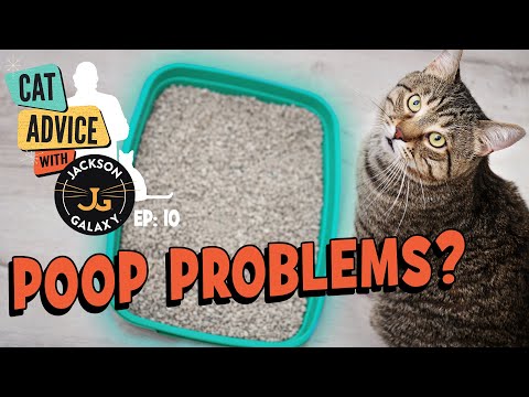 Litter Box Problems: Cats Covering Their Poop