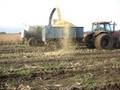 videos de Maize harvesting on the Somerset levels