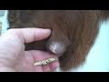 Big nasty cyst on goats cheak