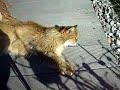 Walter bin K�tzla