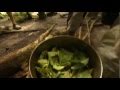 Dennis McKenna PhD: Ayahuasca Origins