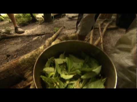 how to grow ayahuasca