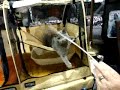 Cat Playing with Toy