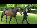 diamant semilly beligneux haras  stallion jump