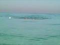 Open Water Practice Total Immersion Israel