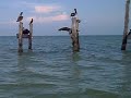 Pelicanos en Holbox, Quintana da Roo