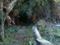 videos de xtreme paintball jogo da bomba