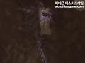 Aion - assassin vs gladiator (air PvP)