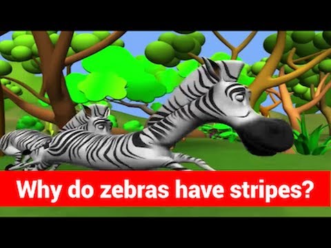Question and Answers - Why Do Zebras Have Stripes - Tell Me Why - Kids Video Show in 3D Animation